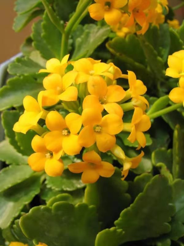 1612315184751086006.jpg 1612315184751086006.jpg