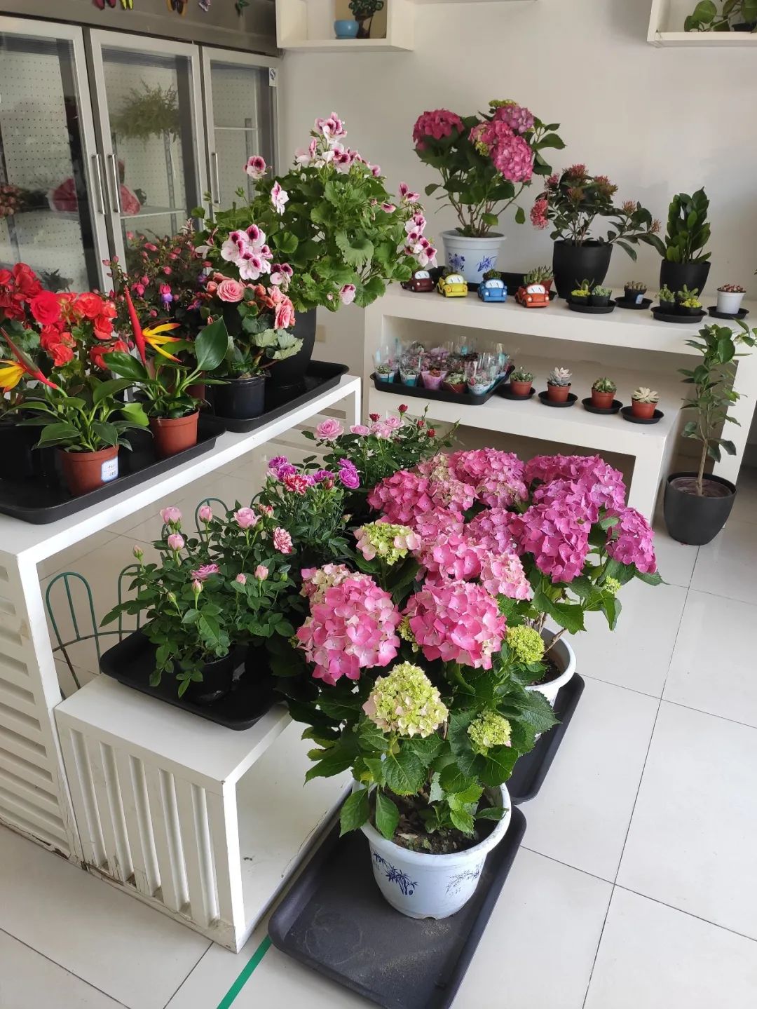 1625187917678009550.jpg 1625187917678009550.jpg