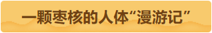 一颗枣核的人体漫游记.png