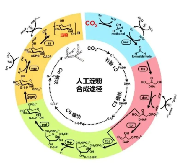 03人工淀粉合成途径.png