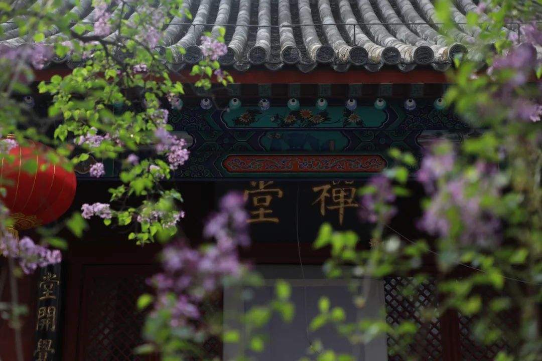 丁香诗会丨我和丁香有个约会~