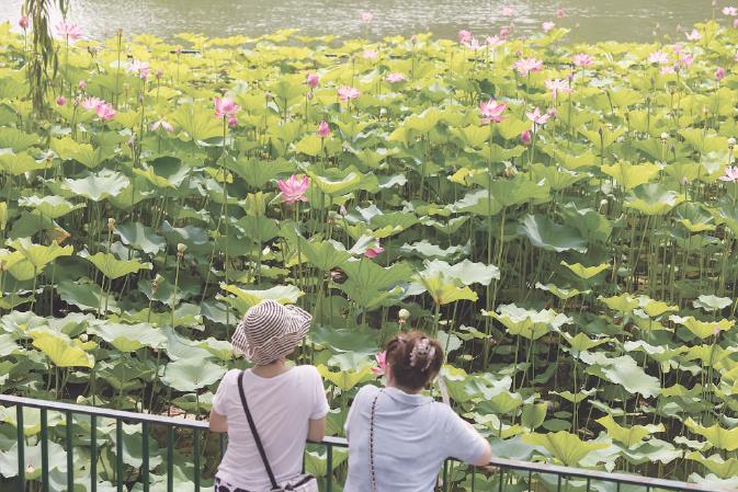 雨浣荷韵 驻夏成诗